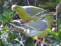 Green pidgeon Green pidgeon